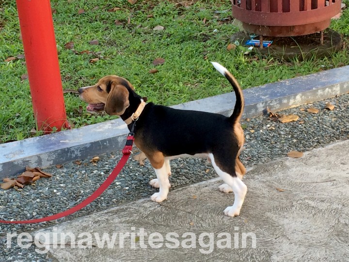 Quality stuff for our&nbsp;Snoop